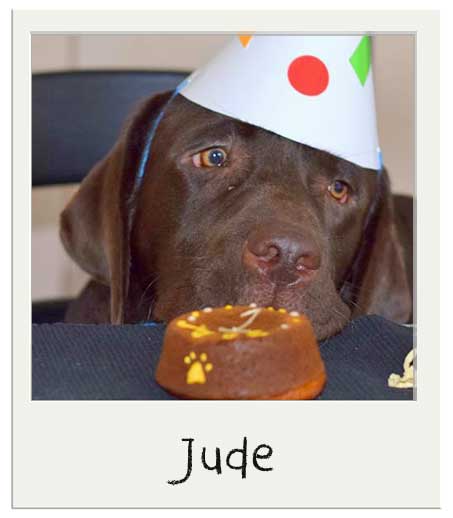 Jude - Gâteau pour chiens